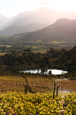 cape town, picture 7: spring vinyards. click on the image to go to the next picture